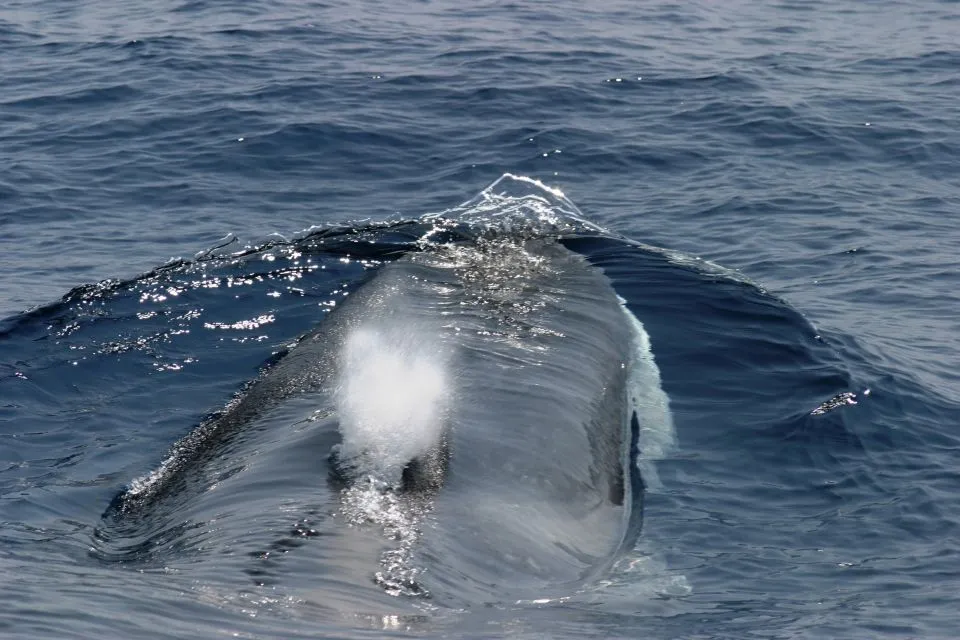 observation de baleines à Gênes