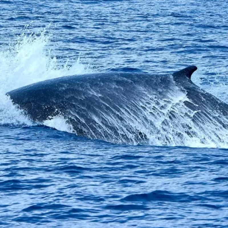 observation de cétacés à Gênes